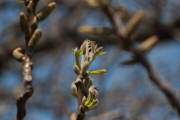 buds of a willow