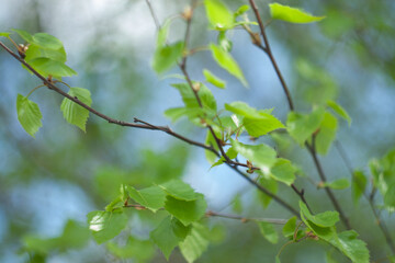 Flowers dont see war in my country.