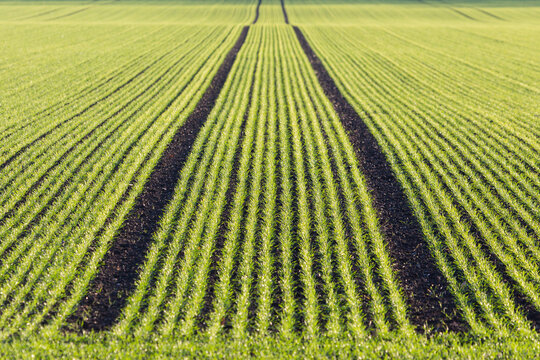 Agricultural farming field with small green plants in lines during winter