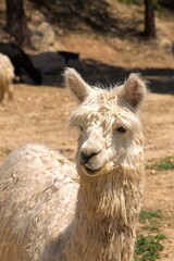 Obraz premium Alpaca in the nature