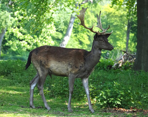 Naklejka na ściany i meble Wild male fallow deer with antlers in a forest