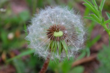 dandelion head