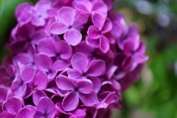 close up of flowers