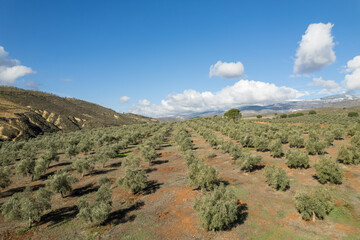 cultivation of olive trees in the province of Granada