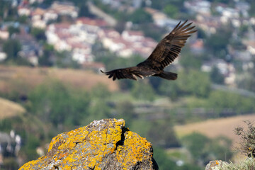 condor in flight