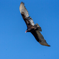 condor in flight
