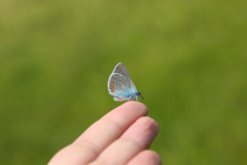 Blue butterfly sits on a person’s finger. (lat. Lycaenidae; old name - Cupidinidae)