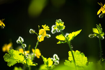 Celandine grass in early spring with bright yellow flowers and fluffy inflorescences on a bright sunny day with a blurred background