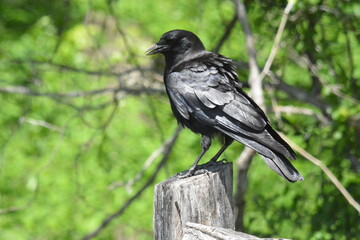Crow on a fence post