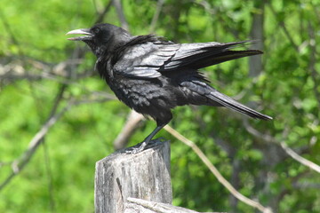 Crow on a fence post