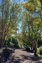 tree-lined road on a sunny day in Santa Cruz de Tenerife. Canary Islands.