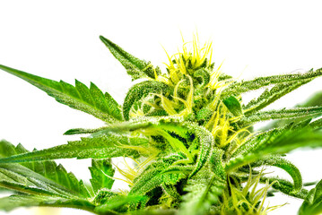 flowering cannabis plant growing with trichomes