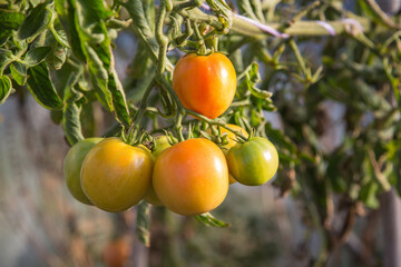 A panicle with still riping yellow tomatoes in the greenhouse, close up, blurred background