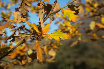 Indian summer feeling with leaves of an oak tree branch in the autumnal sunlight, close up, blurred background, nature protection icon
