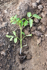 Young tomato seedling before planting in the ground.