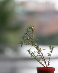 Planta