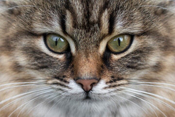 Naklejka na ściany i meble Portrait of beautiful tabby cat close up.