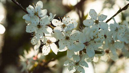 white flowers, in the photo a branch of a blooming fruit tree in spring close-up