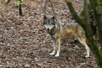 Naklejka na ściany i meble Eurasian wolf, also known as the gray or grey wolf also known as Timber wolf. Scientific name: Canis lupus lupus. Summer. Natural habitat. Autumn forest.