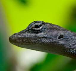 A tropical lizard between the trees on the Caribbean Island of Curacao