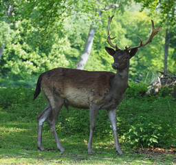 Wild male fallow deer with antlers in a forest