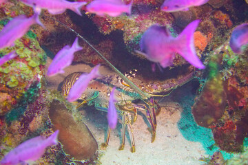 Beautiful spiny lobster crustacean in the coral reef of Curacao in the Caribbean sea.  