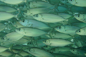 A large school of silver fish swimming in the blue waters of the Caribbean sea in Curacao. This group of fishes is better known as bait ball
