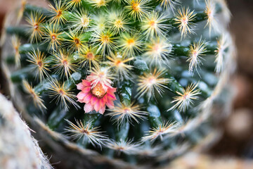 Fototapeta premium Mammillaria's flower is light pink. It is a popular cactus. Selective focus.