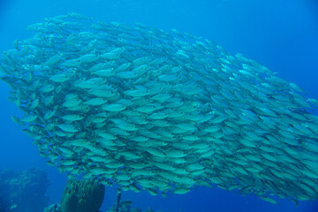 Naklejka na ściany i meble A large school of silver fish swimming in the blue waters of the Caribbean sea in Curacao. This group of fishes is better known as bait ball