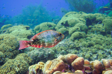 A beautiful juvenile parrot fish (parrotfish) in the colourful coral reef on Curacao island in the Caribbean Sea. Scuba Diving underwater photography	