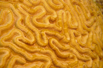 Naklejka premium Beautiful Brain Coral In The Caribbean Sea. Blue Water. Relaxed, Curacao, Aruba, Bonaire, Animal, Scuba Diving, Ocean, Under The Sea, Underwater Photography, Snorkeling, Tropical Paradise.