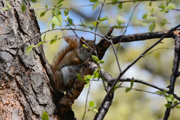 Shaded Vista Of Red Squirrel Perching On Tree Branch
