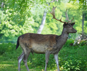 Naklejka na ściany i meble Wild male Roe deer with antlers in a forest