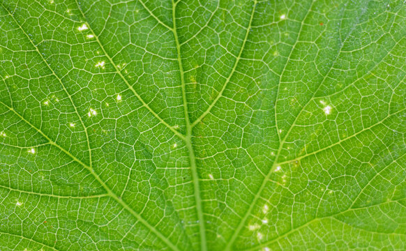 green leaf background, background image concept