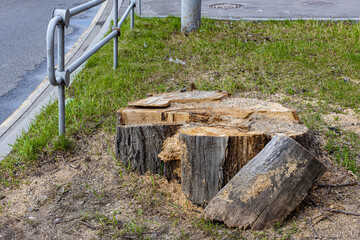 remnant of a sawn tree trunk with traces of sawdust