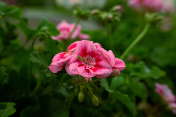 Close-up of a pink splash Geranium.