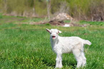 White baby goat on green grass in sunny day