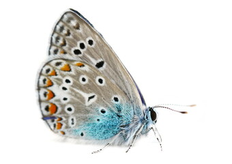 Fototapeta na wymiar European common blue (Polyommatus icarus) isolated on white