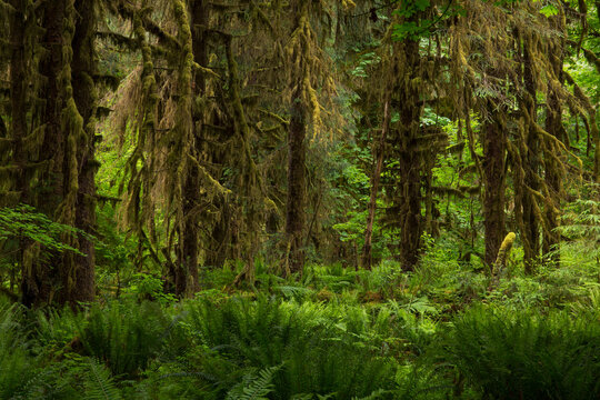 Lush, green foliage and moss-covered trees in Hoh Rainforest in Olympic National Park in Washington state
