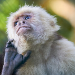 EL mono Carablanca pensando 