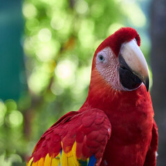 La Guacamaya roja en la naturaleza 