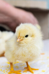 Cute newborn chicken close up.