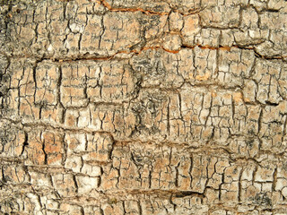 Cracked bark of old tree. Natural background.     