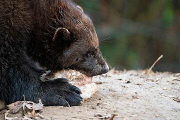 Wolverine in Europe. Wildlife scene from nature. Rare animal from north of Europe. Wild wolverine in summer grass. Eating, chilling, zoo.