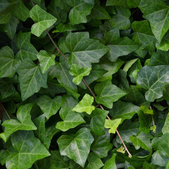 Hedera helix L. var. baltica leaf, climbing common Baltic ivy texture flat lay background pattern, large detailed vertical macro closeup, fresh new young evergreen creeper leaves, green wintergreen