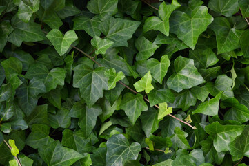 Hedera helix L. var. baltica leaf, climbing common Baltic ivy texture flat lay background pattern, large detailed horizontal macro closeup, fresh new young evergreen creeper leaves, green wintergreen