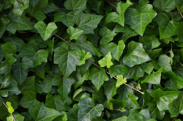 Hedera helix L. var. baltica leaf, climbing common Baltic ivy texture flat lay background pattern, large detailed horizontal macro closeup, fresh new young evergreen creeper leaves, green wintergreen