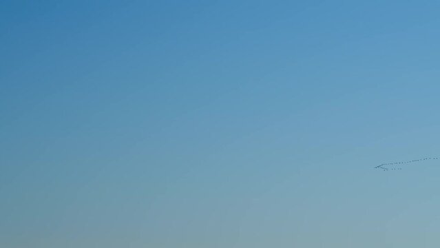 Follow leaders: flock of geese flying in an imperfect v formation. Blue sky with migratory birds.