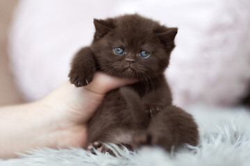 Edle Britisch Kurzhaar Kitten - imposant in seltenenen Farben