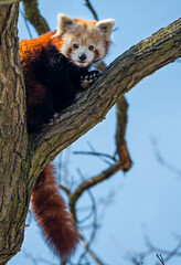 Red panda (Ailurus fulgens), lying on the tree with green leaves, blue sky. Cute panda bear in...